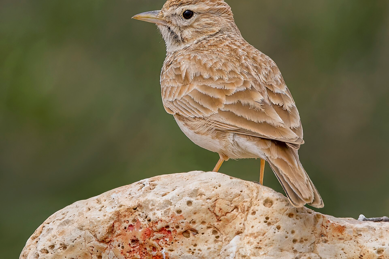 North African Thekla's lark ( Galerida theklae carolinae ) near Douz, Kebili, Tunisia