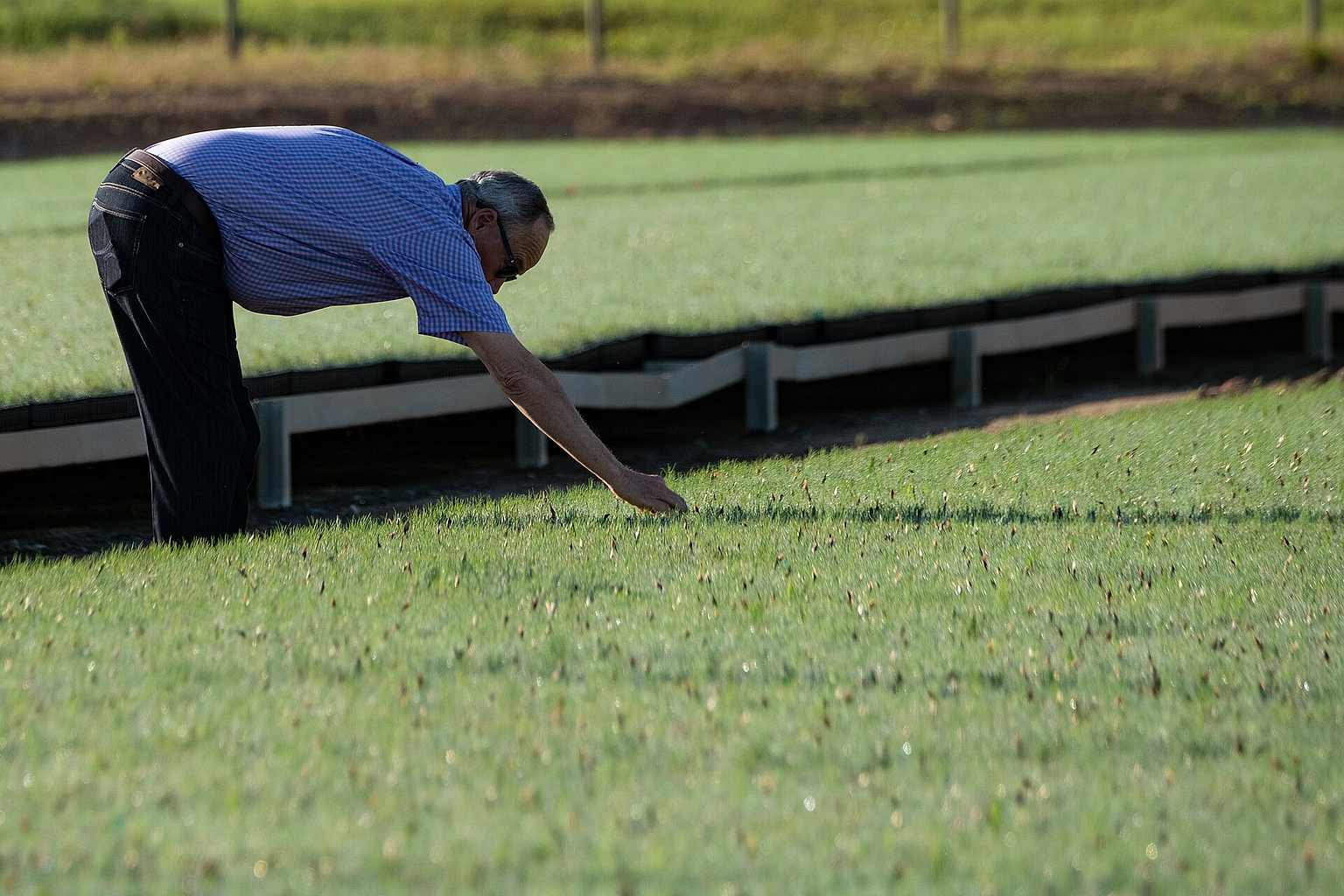 Lewis Taylor Farms co-owner William L. Brim checks on the health of long-leaf pine seedlings and the irrigation system, in Fort Valley, GA, on May 7, 2019. Located near his the greenhouses are two circular crops of long-leaf pines seedlings under a pivot irrigation system equipped with micro-sprinklers. Long-leaf pines are an indigenous tree in the Southeast. Growers are working to increase the number of this slower growing hearty hardwood tree in this region. The farm’s operation includes bell peppers, cucumbers, eggplant, squash, strawberries, tomatoes, cantaloupe, watermelon and a variety of specialty peppers on 6,500 acres; and cotton and peanuts on 1,000 acres. Mr. Brim talks about the immigration and disaster relief challenges following Hurricane Michael. USDA helped this farm with the Farm Service Agency (FSA) Emergency Conservation Program (ECP) for structural damage cleanup. He also mentions the importance of having Secretary Sonny Perdue, a person with agricultural background, come visit and listen to 75 producers six months ago, in southwest Georgia. USDA Photo by Lance Cheung. FSA www.fsa.usda.gov/index ECP www.fsa.usda.gov/programs-and-services/conservation-progr...