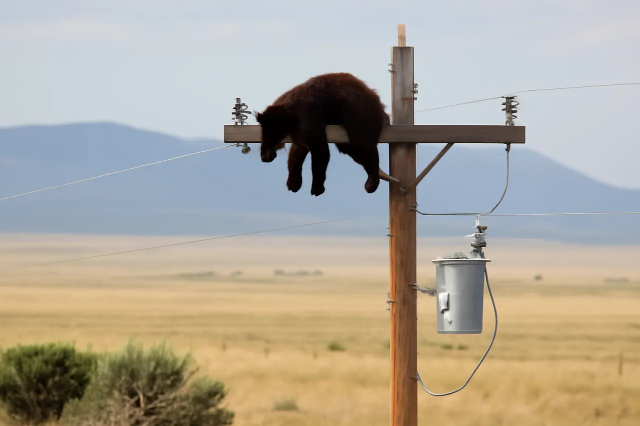 Grounded editorial scene illustrating A bear was captured on video balancing atop a utility pole near Gladstone, New Mexico, before reportedly dying from electrocution after the incident.