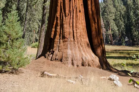 A pair of intertwined Giant Sequoia trees in Sequoia National Park , California.