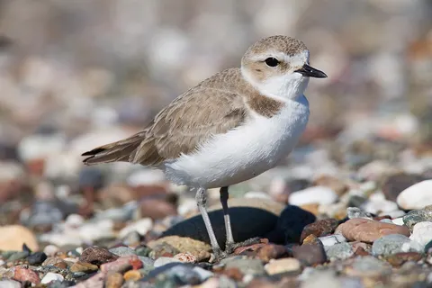 Western Snowy Plover south of Villa Creek, Estero Bluffs, a few miles north of Cayucos, CA.