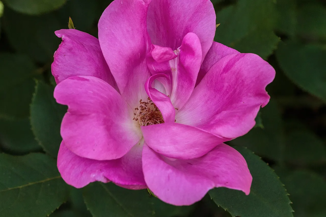 Rosa 'Pink Knock Out'. Flower.