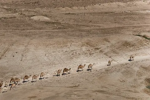 Camels convoy in Jordan Rift Valley , in occupied West Bank, May 2010.