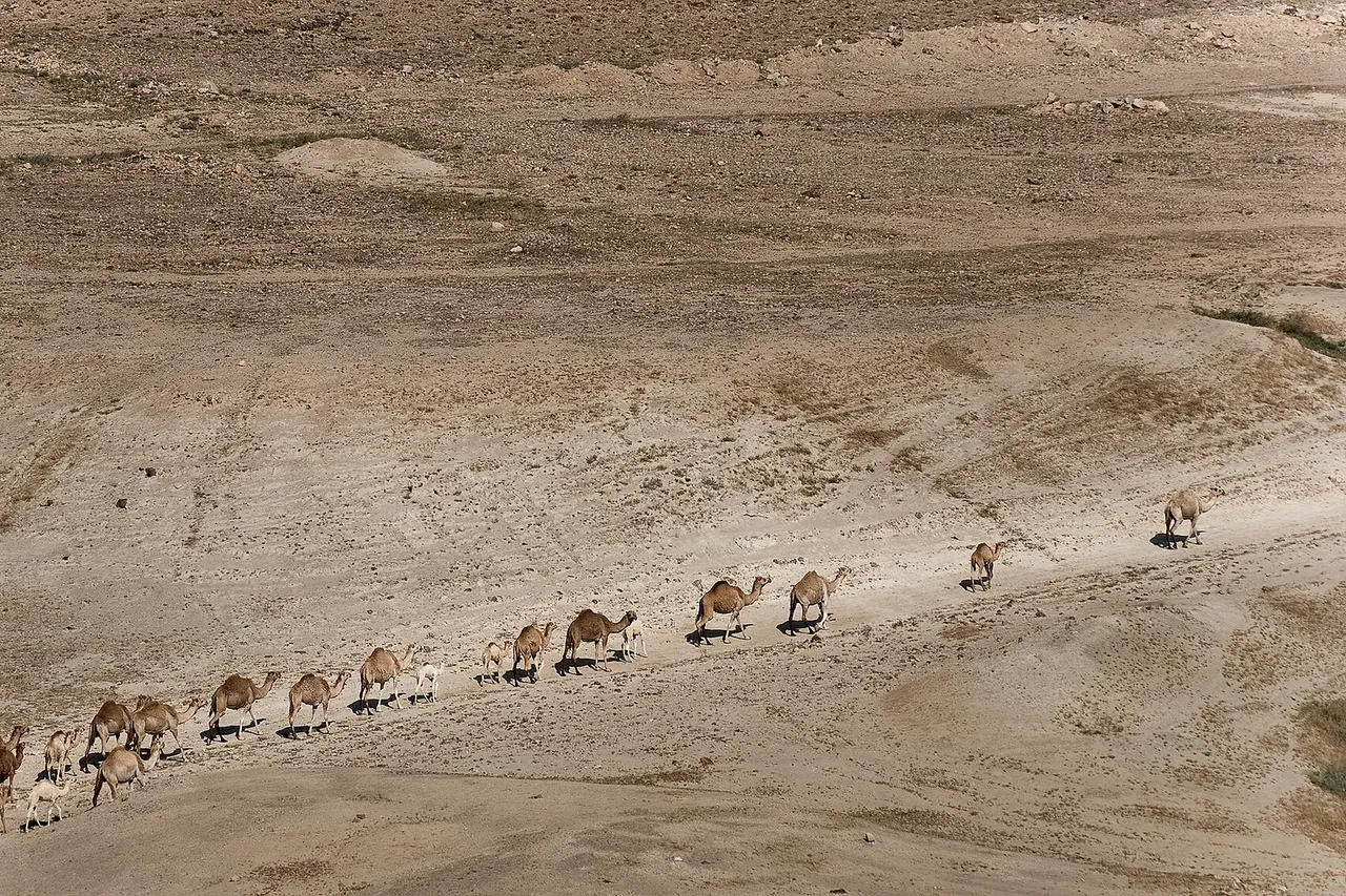 Camels convoy in Jordan Rift Valley , in occupied West Bank, May 2010.