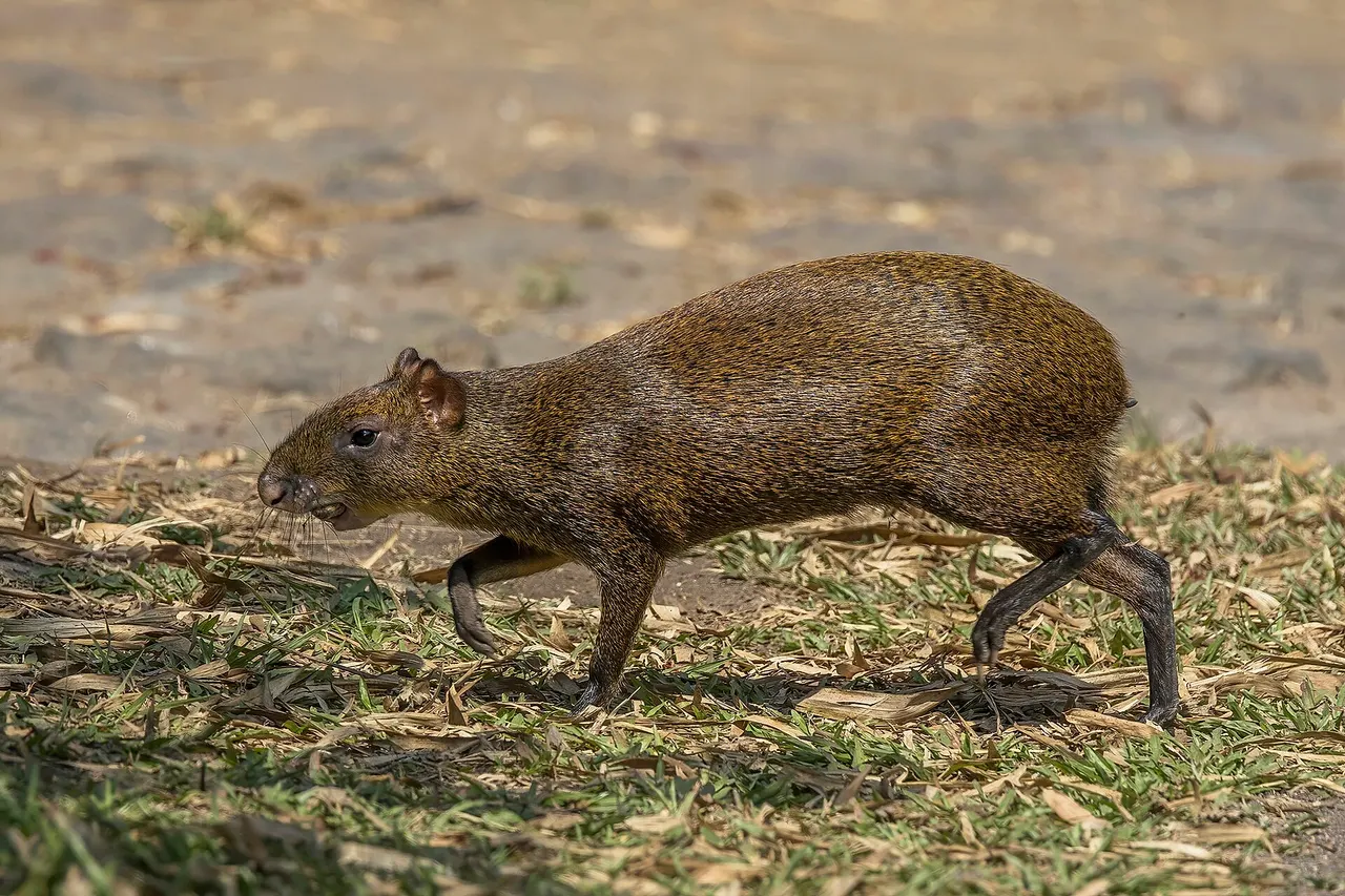 Central American agouti ( Dasyprocta punctata ), Los Tarrales, Suchitepéquez Department, Guatemala