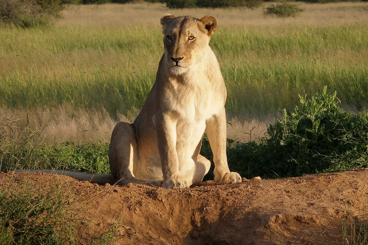 Lioness at Okonjima Lodge, Namibia