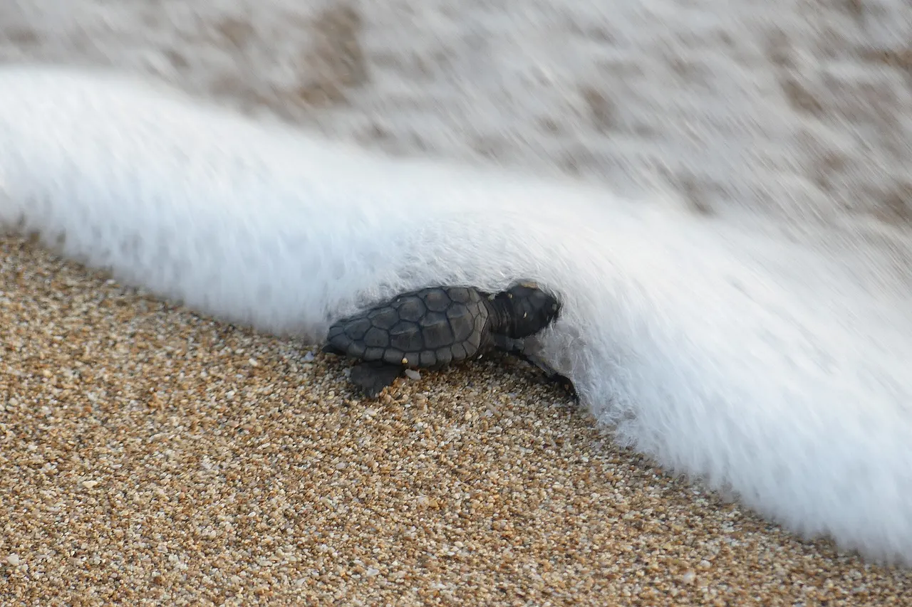 A sea turtle hatchling is released at Mansouri beach, Southern Lebanon, into the Mediterranean Sea by conservationists Mona Khalil and Habiba Fayed (sometimes speeld Syed), co-founders of the Orange House project to protect endangered Green Sea and Loggerhead turtles.