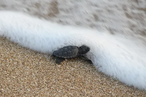 A sea turtle hatchling is released at Mansouri beach, Southern Lebanon, into the Mediterranean Sea by conservationists Mona Khalil and Habiba Fayed (sometimes speeld Syed), co-founders of the Orange House project to protect endangered Green Sea and Loggerhead turtles.