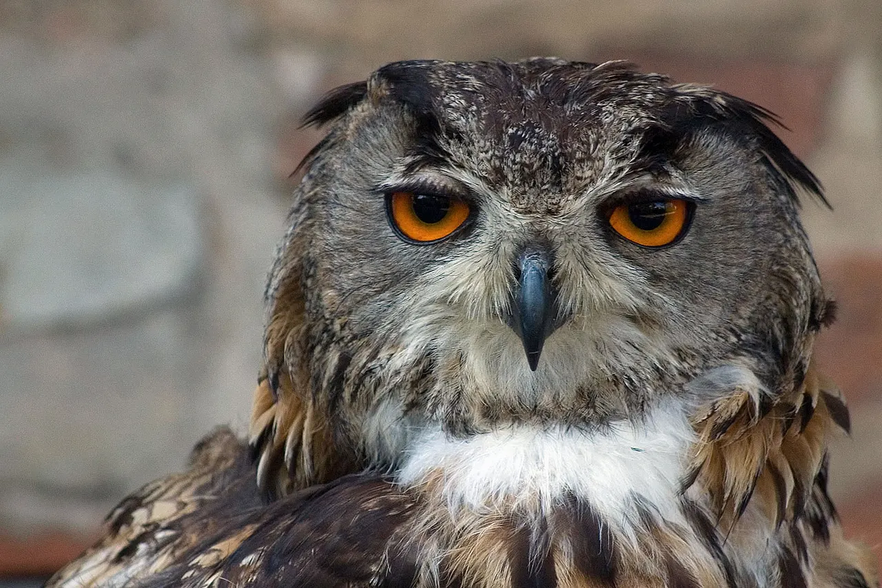 Eurasian Eagle Owl (Bubo bubo)