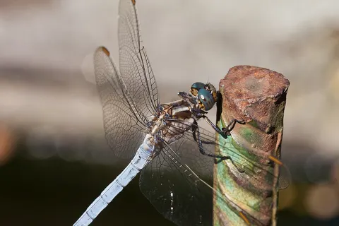 Orthetrum coerulescens. A Arnoia, Galicia (Spain)