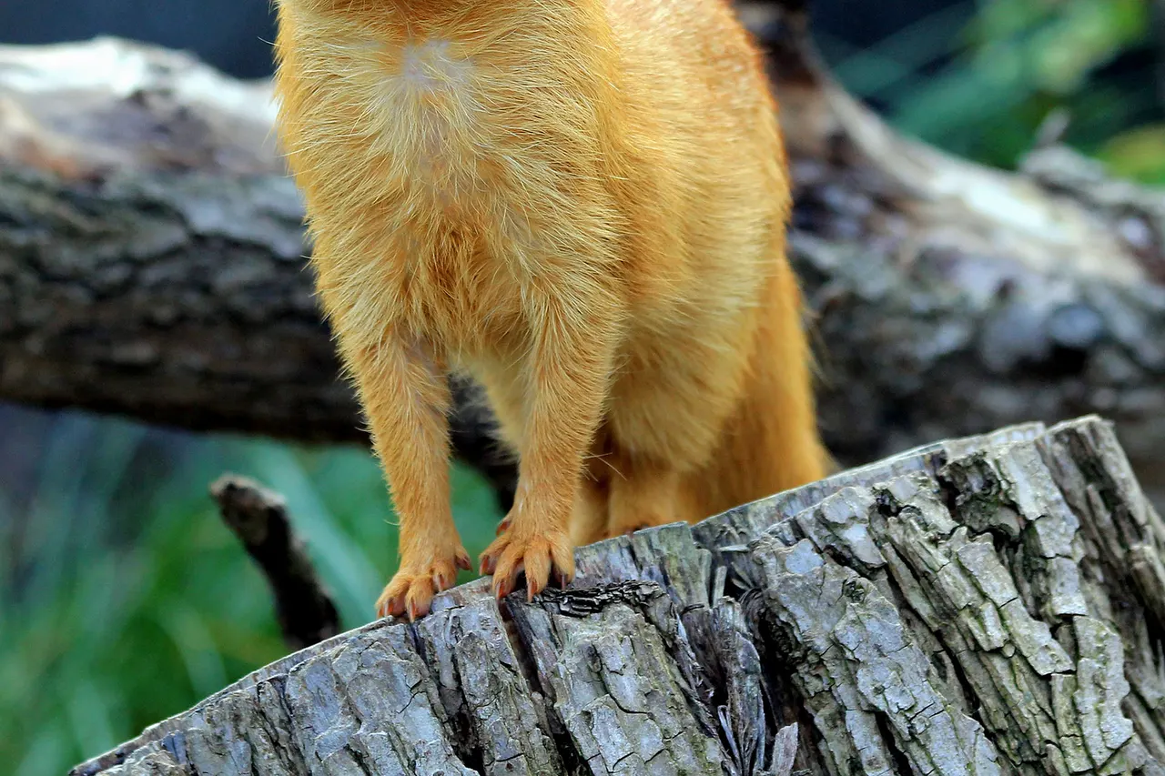 Slender Mongoose ( Galerella sanguinea ) in Prague Zoo , Czech Republic