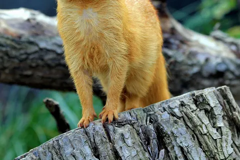 Slender Mongoose ( Galerella sanguinea ) in Prague Zoo , Czech Republic