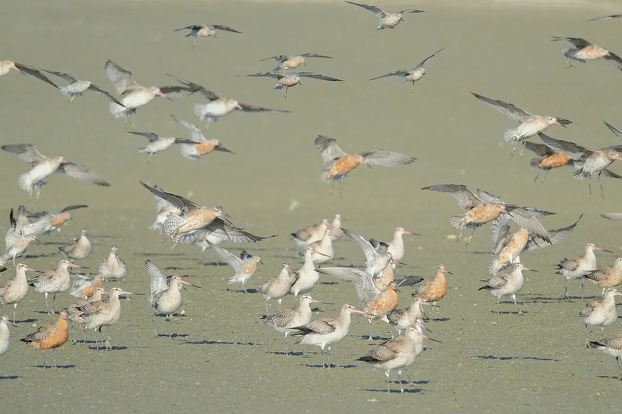 Bar-tailed godwits and red knots landing between ones standing on the beach