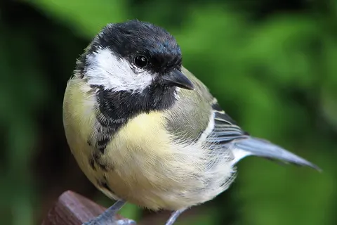 Great Tit