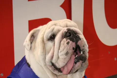 British Bulldog Mascot "Sid" of the Footscray Western Bulldogs Australian football club.