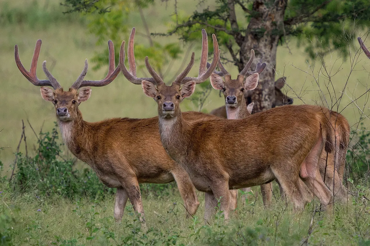 Cervus timorensis russa (or commonly called as Javan rusa) in Baluran National Park.