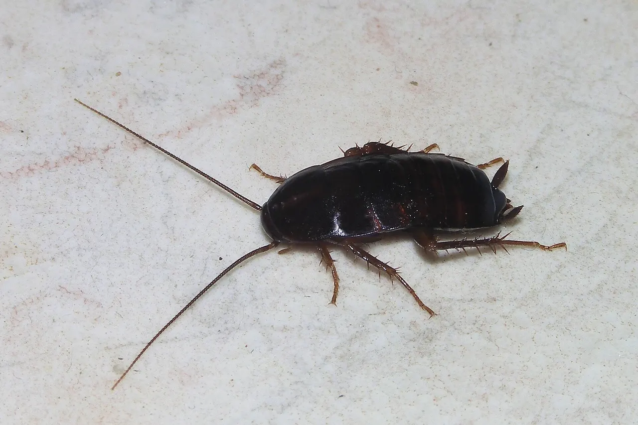 An oriental cockroach (female Blatta orientalis ).