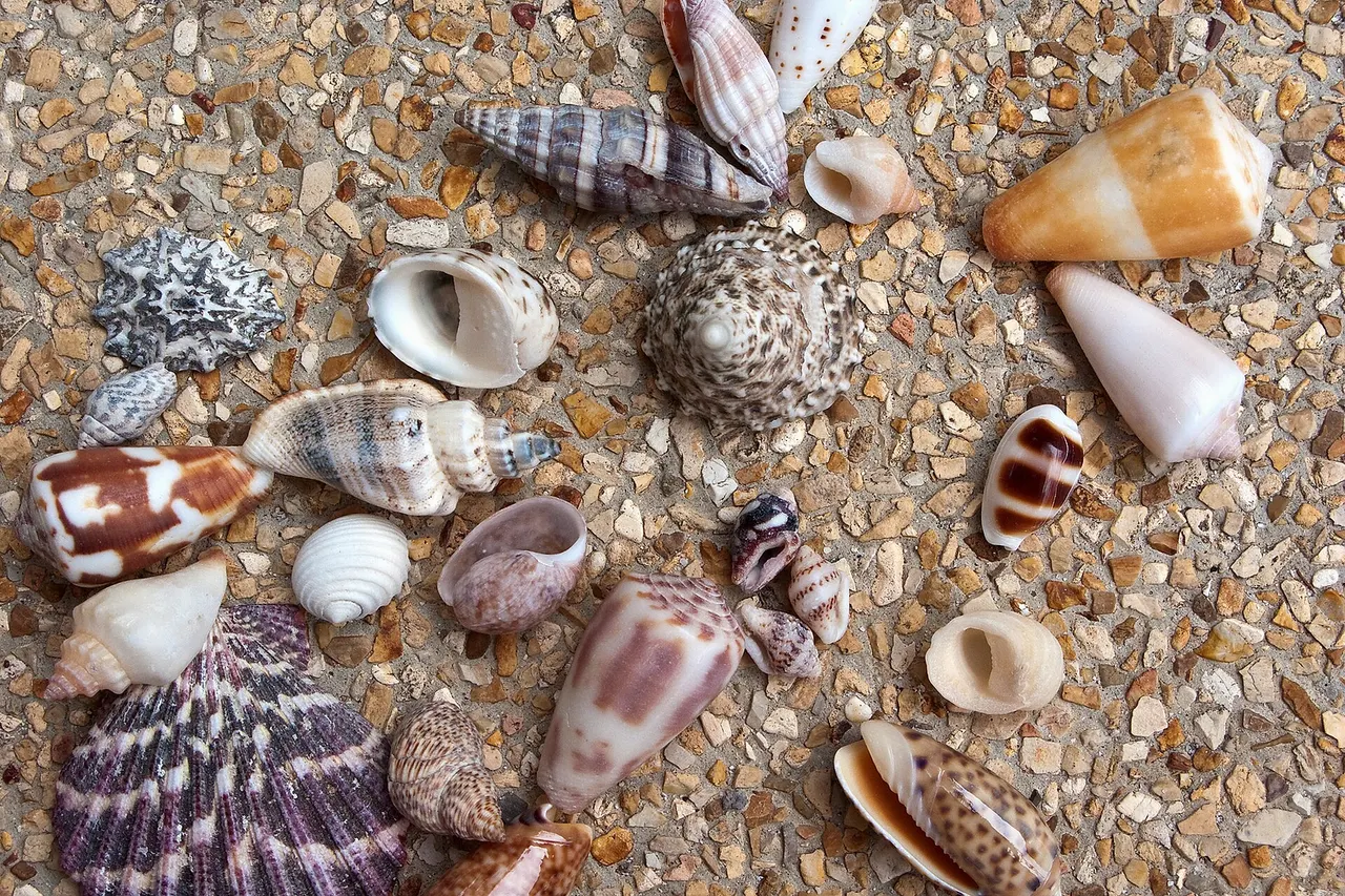 Seashells of Southeast Asia. Koh Samui, Thailand.