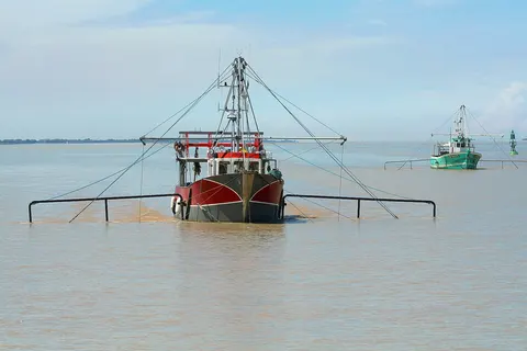 Glass eels fishing boat using pibalour push nets in Gironde estuary . Nets are fixed to the frames on both sides of the boats.