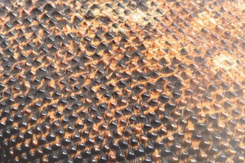 Closeup of the skin of a Varanus komodoensis (Komodo dragon) at the National Zoo in Washington, DC. Photographic closeup of the skin of a Komodo dragon. The skin is mottled black and orange, and covered in small bumps, or raised short ridges. The bumps are in a lattice-work pattern, each occupying a faintly discernible rhombus of hide, demarcated by shallow furrows or creases.