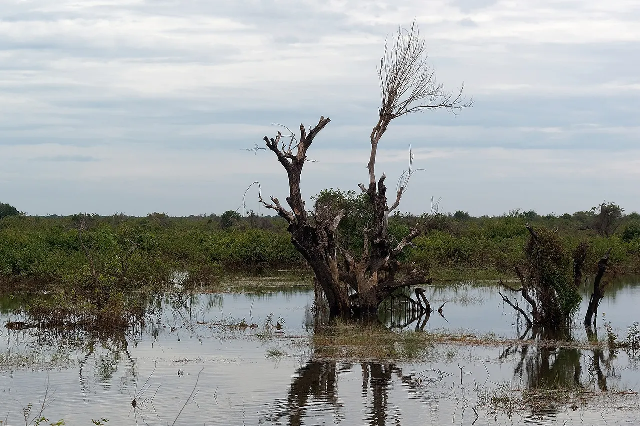 Trees flooded during the high water season of Tonle Sap Lake in Cambodia