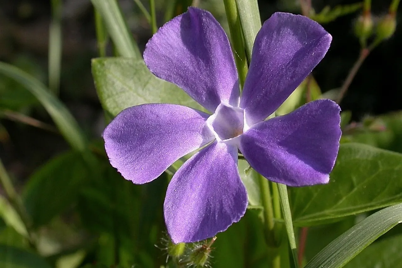Vinca major , Gradignan, Gironde, France, jardin
