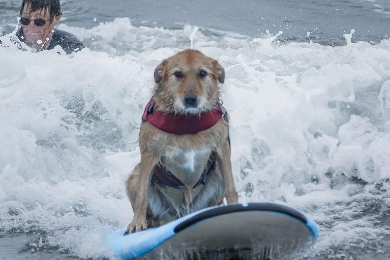 2016 World Dog-Surfing Championship