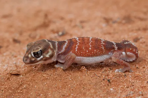 Nephrurus levis