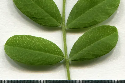 Acacia. Caragana arborescens. Leaf adaxial side. Herbarium of the city Elektrostal Moscow Oblast, 2020 year. Created by scanography. Collection D.Makeev. Scale 1 unit = 1 mm. These are original colors. Please do not make edit.