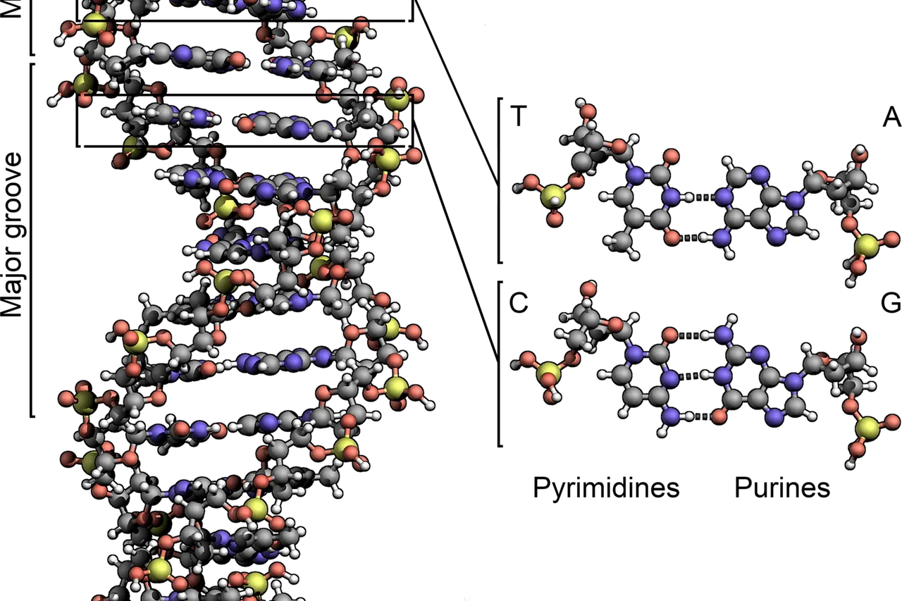 The structure of DNA showing with detail the structure of the four bases, adenine, cytosine, guanine and thymine, and the location of the major and minor groove.
