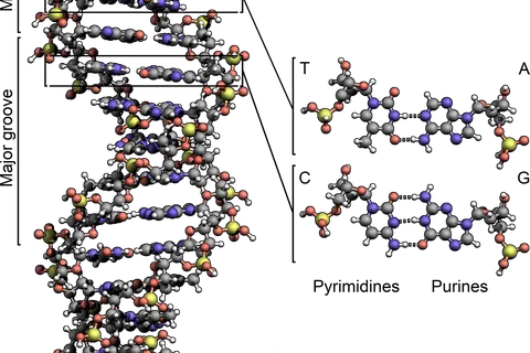 The structure of DNA showing with detail the structure of the four bases, adenine, cytosine, guanine and thymine, and the location of the major and minor groove.