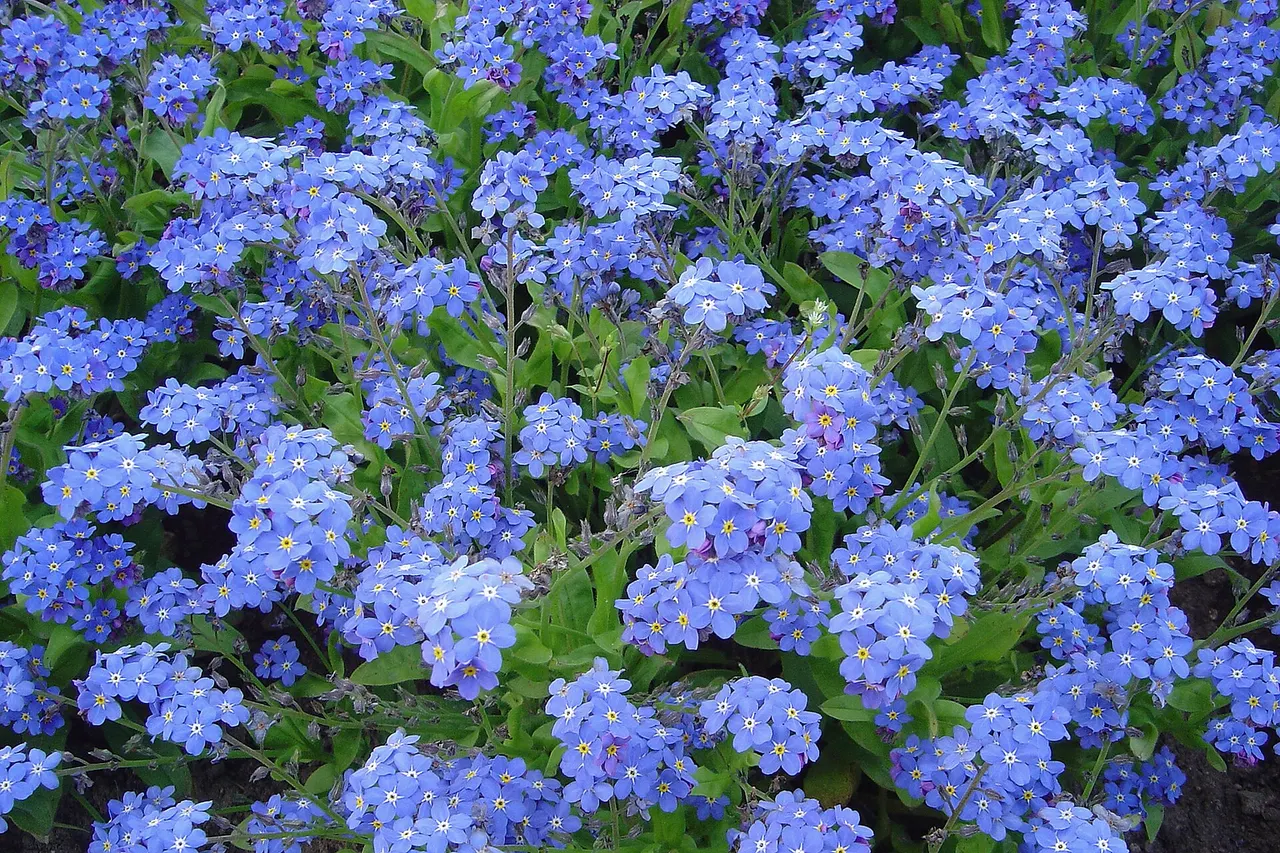 Myosotis 'Victoria' white Mir PB Cent 90 Myosotis victoria En: Photograph taken at the Jardin des Plantes in Paris , France Fr: Photographie prise au Jardin des Plantes à Paris , France