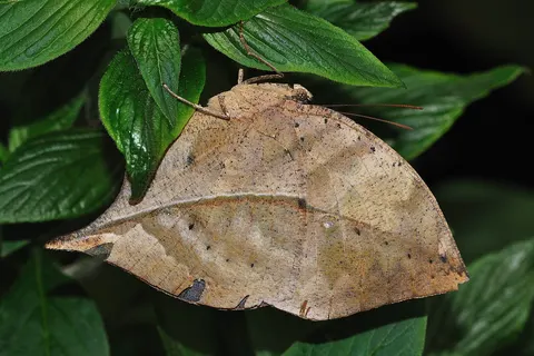 Dead Leaf ( Kallima inachus ) in the butterfly house of Maximilianpark Hamm, Germany.