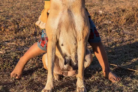Human–canine bond ( interspecies friendship ). Smiling two-year old girl hugging her dog tightly with closed eyes, at golden hour in the countryside of Don Det , Si Phan Don , Laos .