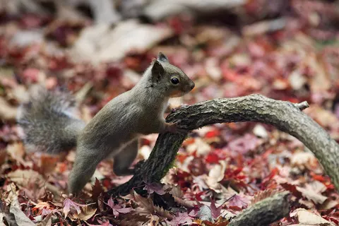 Japanese Squirrel .