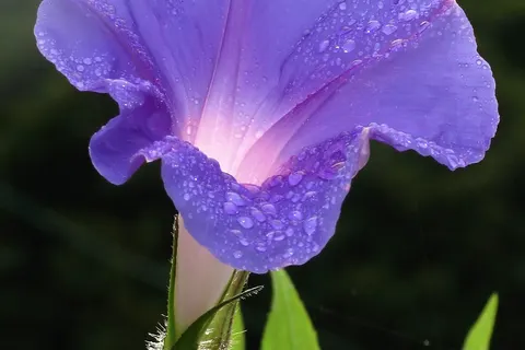 Morning glory flower, species Ipomoea nil