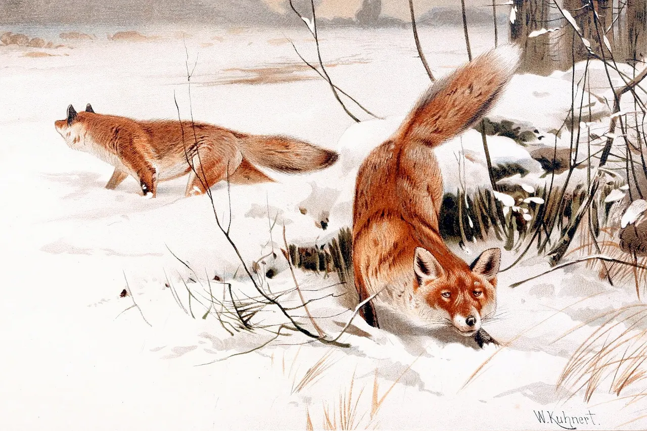Common foxes in the snow.