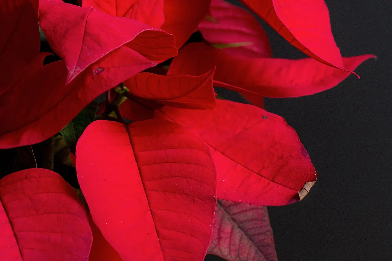 After several days of shooting black and white shots, and after several ideas for today didn't pan out, I figured I'd just go for some vivid color.