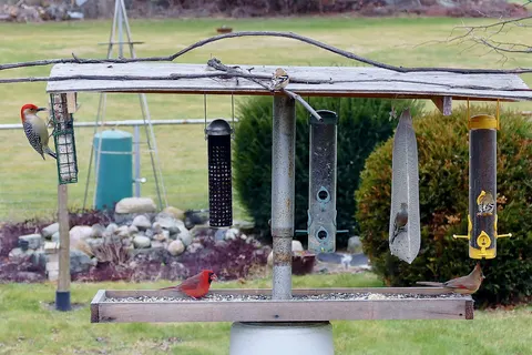 In my back yard