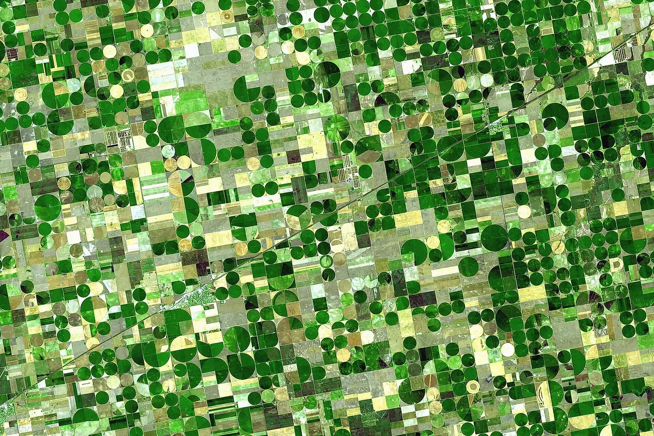 Satellite image of crops growing in Kansas , United States . Healthy, growing crops are green. Corn would be growing into leafy stalks by late June (when this photo was taken). Sorghum , which resembles corn, grows more slowly and would be much smaller and therefore, possibly paler. Wheat is a brilliant gold as harvest occurs in June. Fields of brown have been recently harvested and plowed under or lie fallow for the year. The circular crop fields are a characteristic of center pivot irrigation . The fields shown here are 800 and 1,600 meters (0.5 and 1 mile) in diameter. The image is centered near Sublette, Kansas at about 37.5 degrees north latitude, 100.75 degrees west longitude, and covers an area of 37.2 x 38.8 km. The 'grid' in which the fields are laid out runs north-south/west-east and the dark angled line is U.S. Route 56 . The image is aligned with the satellite orbital track, which is in a 98 degrees tilted orbit. North is about 10 degrees counter-clockwise from up. The image is a false-color presentation made to simulate natural color. The 3 bands that were used are in the green, red, and near infrared parts of the spectrum. ASTER does not have a blue channel, so any blue that can be seen was created from the other bands.