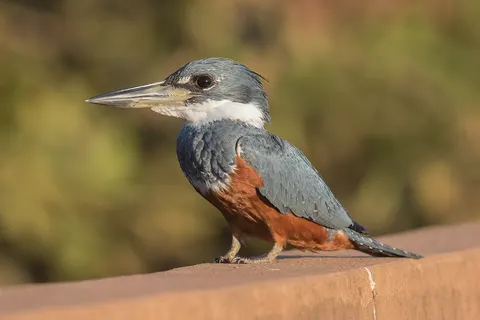 Female Ringed Kingfisher Megaceryle torquata , Rio Sararé, Mato Grosso, Brazil