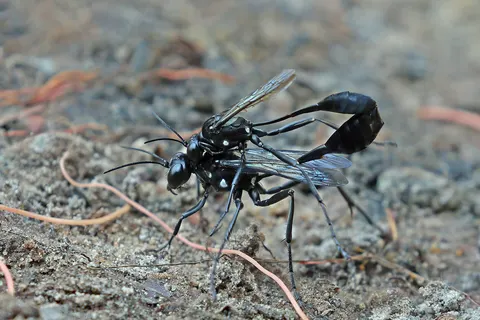 Gold-marked thread-waisted wasps ( Eremnophila aureonotata ) mating, Cristalino, Brazil