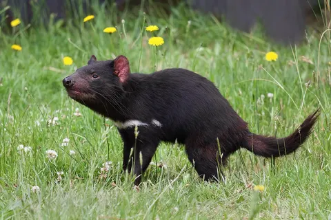 Tasmanian Devil ( Sarcophilus harrisii ), Tasmanian Devil Conservation Park, Taranna, Tasmania, Australia