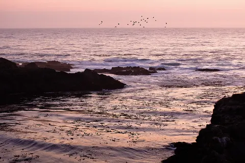 Flock of birds at sunset
