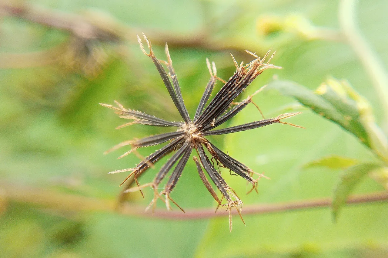 Bidens pilosa