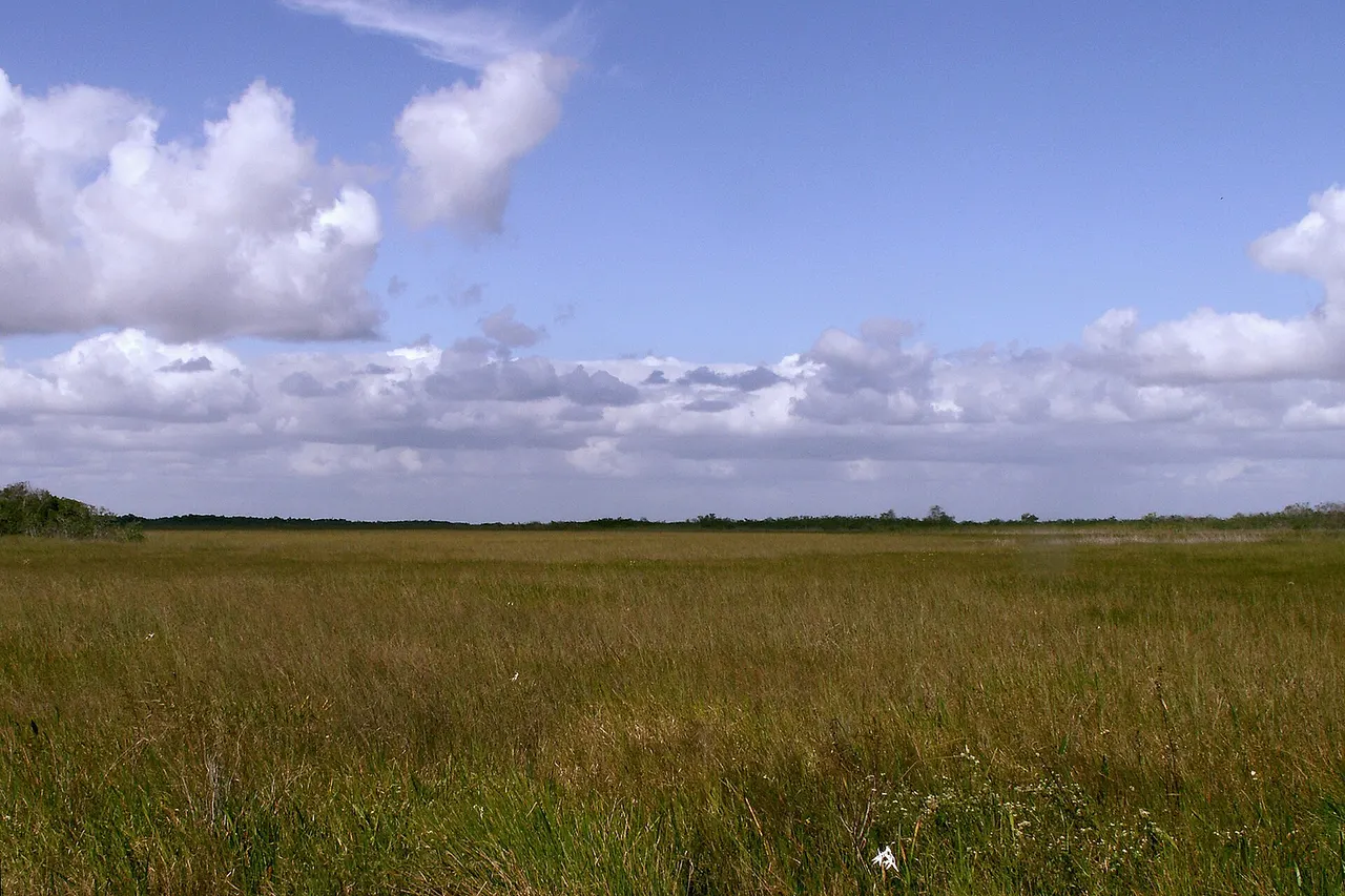 Sawgrass prairie in Everglades National Park north of Anhinga Trail