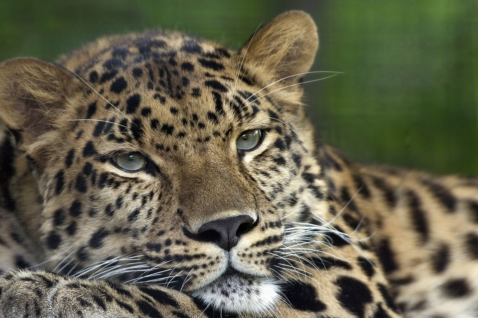 A photograph of an Amur Leopard en ( Panthera pardus orientalis en ). Picture taken at and identified by the Pittsburgh Zoo . See upload history for additional information.