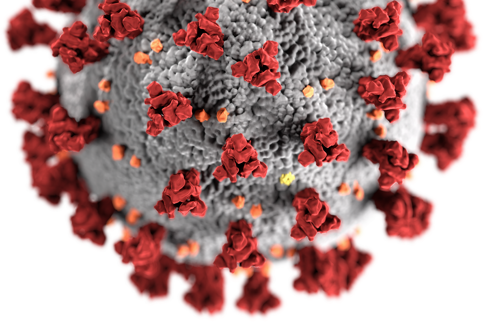 This illustration, created at the Centers for Disease Control and Prevention (CDC), reveals ultrastructural morphology exhibited by coronaviruses. Note the spikes that adorn the outer surface of the virus, which impart the look of a corona surrounding the virion, when viewed electron microscopically. A novel coronavirus, named Severe Acute Respiratory Syndrome coronavirus 2 (SARS-CoV-2), was identified as the cause of an outbreak of respiratory illness first detected in Wuhan, China in 2019. The illness caused by this virus has been named coronavirus disease 2019 (COVID-19).