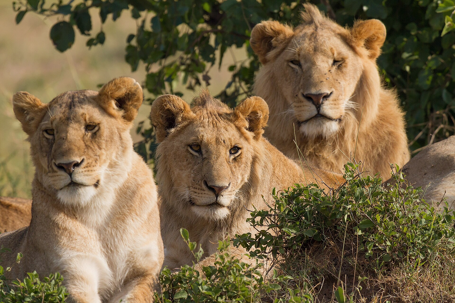 Portrait of three lions (one female and two males) of a pride, all resting at morning time. Taken in Maasai Mara, southwest Kenya.