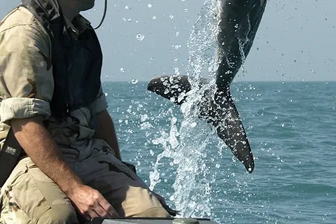 Bottlenose dolphin ( Tursiops truncatus ) of the NMMP on mineclearance operations, with locator beacon. K-Dog, a bottle-nose dolphin belonging to Commander Task Unit (CTU) 55.4.3, leaps out of the water in front of Sgt. Andrew Garrett while training near the USS Gunston Hall (LSD 44) in the Persian Gulf. Attached to the dolphin's pectoral fin is a "pinger" device that allows the handler to keep track of the dolphin when out of sight. CTU-55.4.3 is a multi-national team consisting of Naval Special Clearance Team-One, Fleet Diving Unit Three from the United Kingdom, Clearance Dive Team from Australia, and Explosive Ordnance Disposal Mobile Units Six and Eight (EODMU-6 and -8). These units are conducting deep/shallow water mine countermeasure operations to clear shipping lanes.